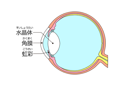 目のレンズの役割をもったのが水晶体、上下に覆われているのが虹彩、外側に角膜